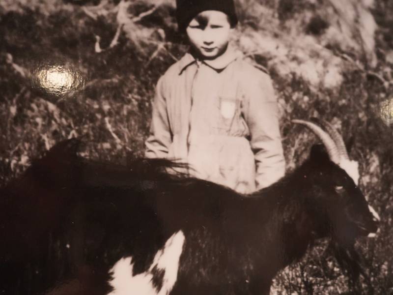 Sveinung med geit kvadrat